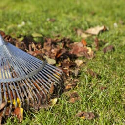 Rake, Leaves on Grass in Garden